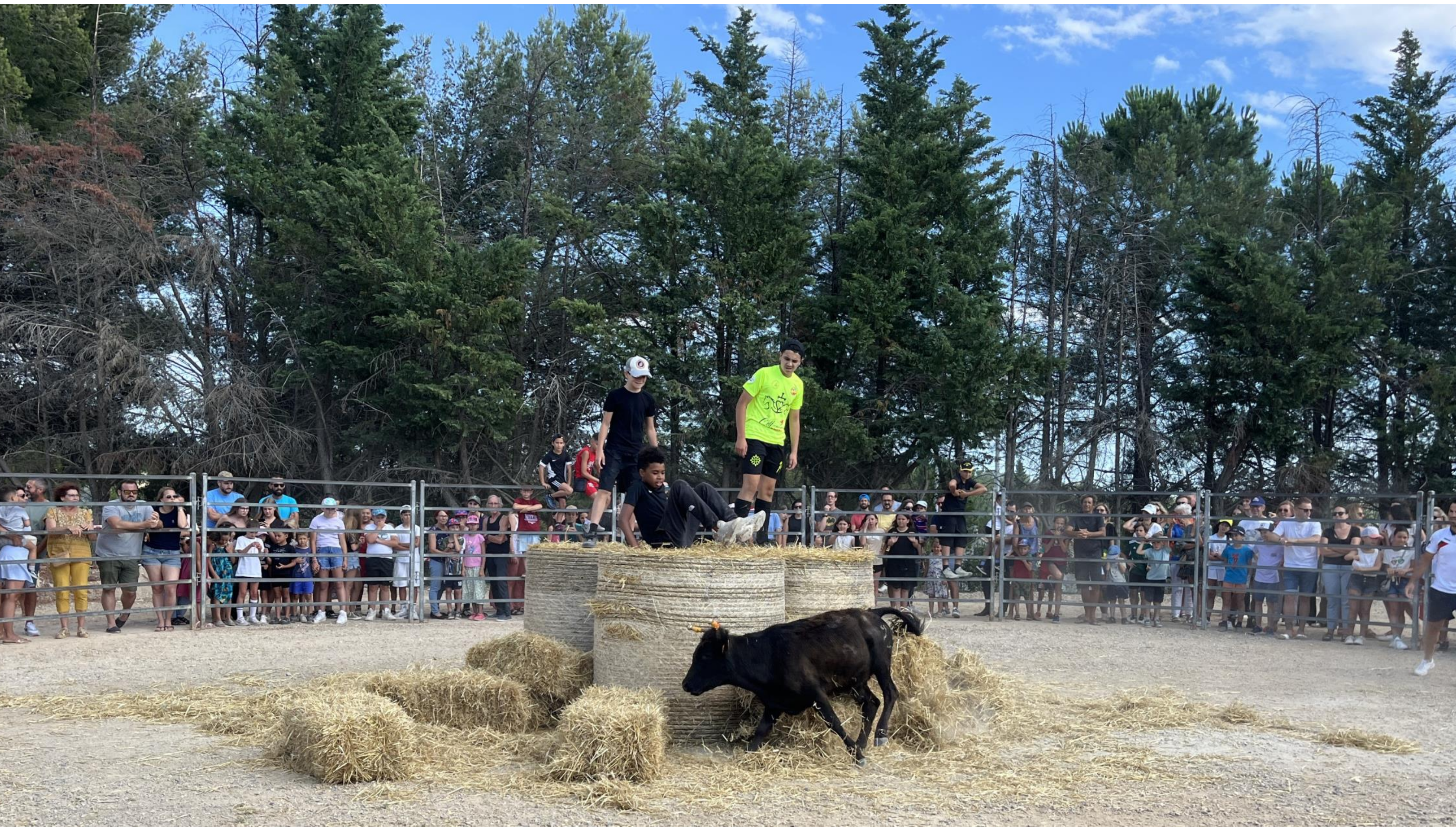 Vachette à la fête du village